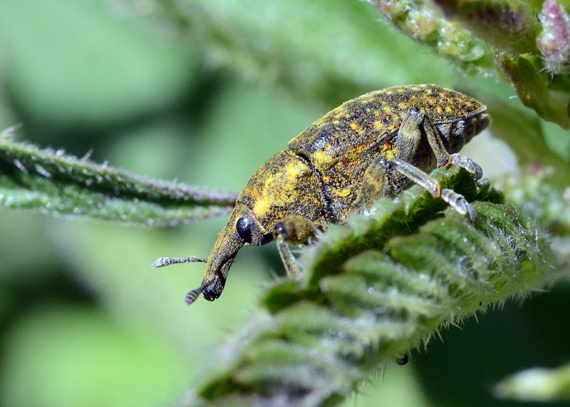 Larinus planus